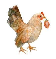 Watercolour illustraion of a healthy hen, chicken, holding strawberry. Hand drawn. Retro, traditional, rustic vibe. Easter decoration.