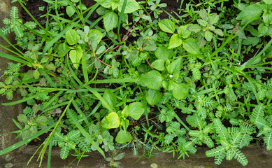 Top View of Various Wild Grasses Growing Lush and Green