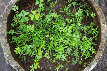 Top View of Various Wild Grasses Growing Lush and Green