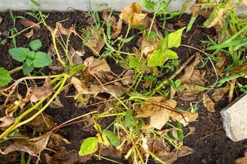 Top View of Bean Plantation with Textured Dry Leaves