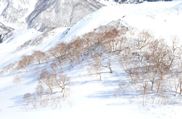 雪原の木立ダケカンバ林