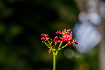 Close-up photo of red yatropa flowers in bloom