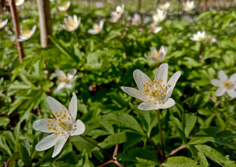 Anemone nemorosa . A bright white spring forest flower
