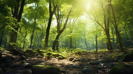 Obraz premium dappled trees on transparent