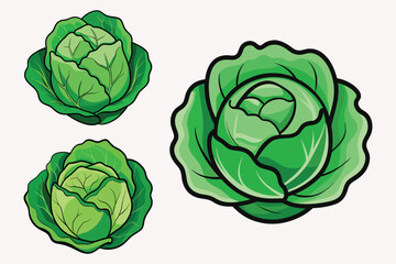 Cabbage vector illustration isolated on white background.