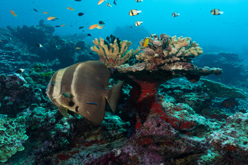 A big longfin batfish in front of a reef with lots of small fishes  © Martin