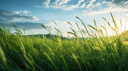 Fototapeta premium breeze green spring