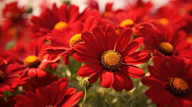 daisies red florals