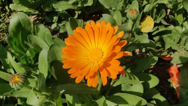 Calendula, Mary's gold or Ruddles yellow flower