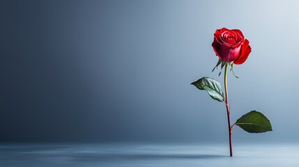 Fototapeta premium Elegant red rose displaying beauty in minimalist setting studio photography smooth color surfaces close-up nature's art