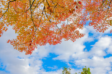 青空に映える鮮やかな紅葉の枝
