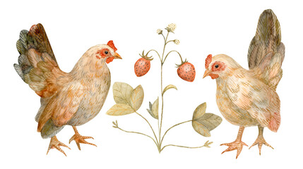 Watercolor set of two hen with a strawberry. Hand drawn. Traditional, retro, eco vibes. Easter illustration.