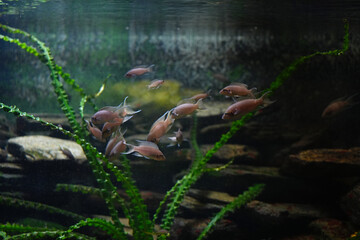 Princess of Beauty - a species of freshwater fish in aquarium