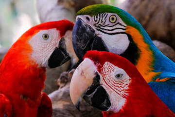 ‌Macaw