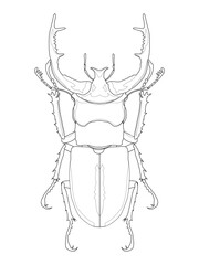 Detailed line art illustration of a stag beetle, perfect for coloring books, educational materials, and nature-themed designs