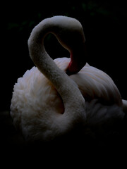 white flamingo