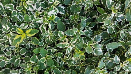 green leaves background