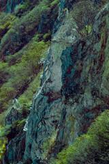 Close-up view of a rocky cliff face, rising steeply amidst a lush green forest