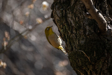 木に止まるメジロ