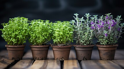 Fototapeta premium herb thyme plant