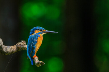 kingfisher