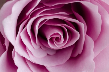 A close up of a pink rose with a spiral shape. The rose is the main focus of the image, and its color and shape create a sense of beauty and elegance. The image conveys a feeling of tranquility