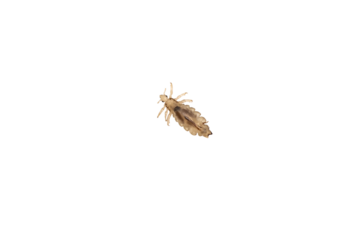 A human head lice louse on a transparent png background