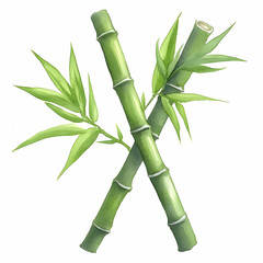 Watercolor Illustration of Bamboo