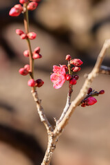 都心散歩　浜離宮梅の咲き始め