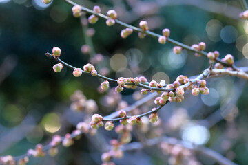 都心散歩　浜離宮梅の咲き始め