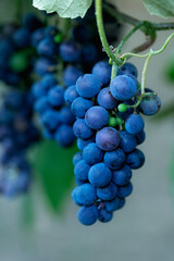 Ripe bunches of blue grapes hang on a branch in the vineyard. 