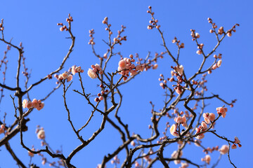 都心散歩　浜離宮梅の咲き始め