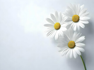 Elegant White Daisies Illustration
