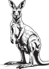 kangaroo vector illustration