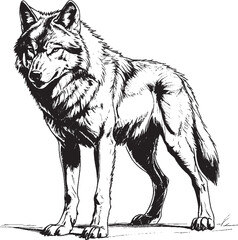 sketch of wolf eps with out background