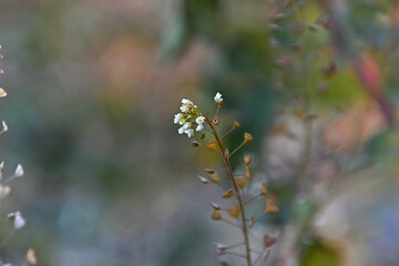 ナズナの花と果実