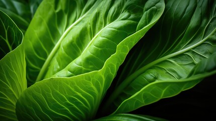 vegetable bok choy leaf