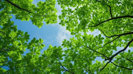 Obraz premium foliage green trees