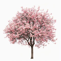 Beautiful blooming pink tree