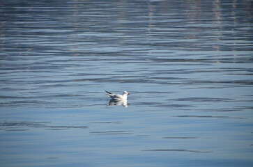 Seagull floating peacefully on calm blue water, reflecting light and ripples, Combarro, Galicia
