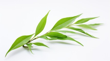 Fototapeta premium pristine green tea white background