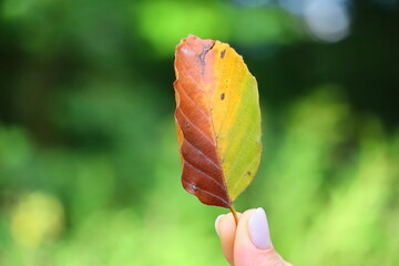 leaf