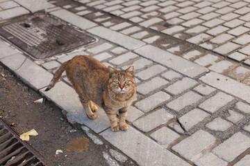 Outdoor view of a tabby cat