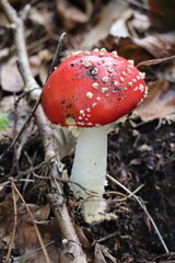 mushroom, wald, rot, natur, giftig