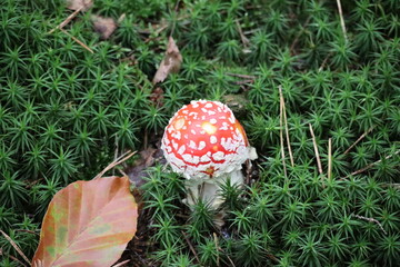mushroom