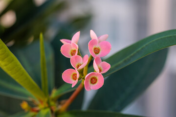 Close-up of heart-shaped pink Euphorbia flowers in bloom