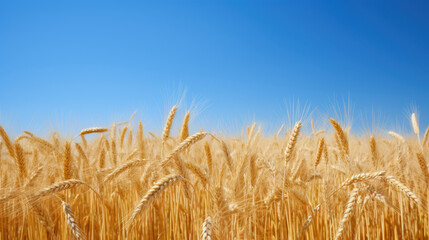 Golden Wheat Field Under Blue Sky - Nature photography