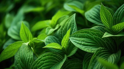 foliage green leaves green plant