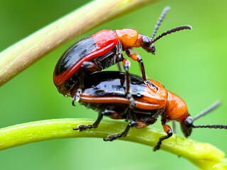 Close up of leaf beetles (Criocerinae),mating leaf beetles