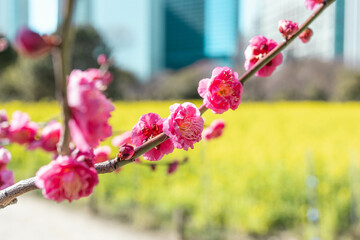 桃色の梅の花が咲いている。